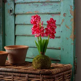 Farmhouse Stems & Planters