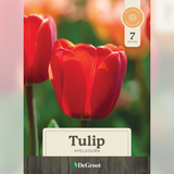 Flowering Bulbs