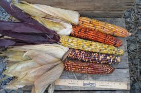 Corn, Indian Ornamental Seed, 1/4lb