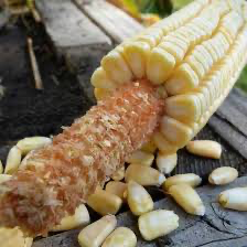 Corn, Pencil Cobb OP Seed
