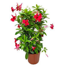 6.5” Pot Mandevila Flaming Red Flower GH