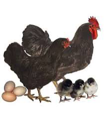 Chicks, Black Giant