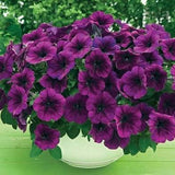 Flowers, Planters & Pots GH