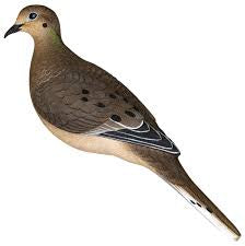 Avian X FullBody Dove Decoy, 6pk