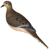 Avian X FullBody Dove Decoy, 6pk