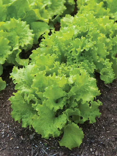 Lettuce, Black Seeded Simpson, 1/4oz packet