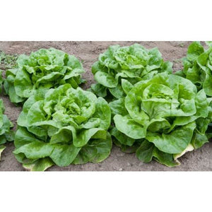 Lettuce, Bibb Heading, 1/4oz packet