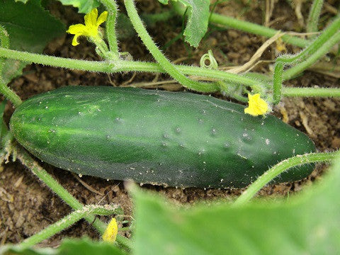 Cucumber, Poinsett 76, 1/4oz packet