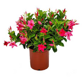 Diplandenia Bush/Basket Pink or Red