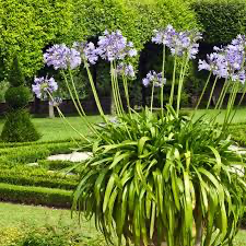 Agapanthus “Lily of the Nile”