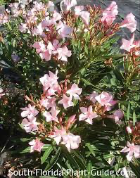 Oleander Bush, Pink Petite