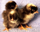Cuckoo Maran Chicks