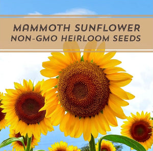 Mammoth Sunflower, 5lb