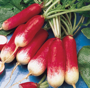 Radish, French Breakfast, 1/2oz