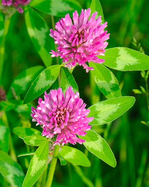 WMS Q Red Clover (2,4D Tolerant)