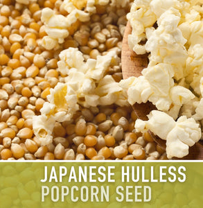Popcorn Seed, Japanese White, 1/4lb