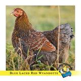 Blue Laced Red Wyndotte Chicks