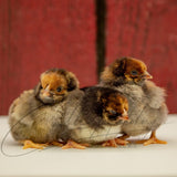 Blue Laced Red Wyndotte Chicks