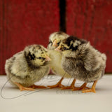 Gold Wyandotte Chicks