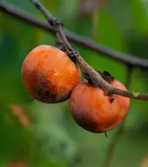 American Persimmon Tree