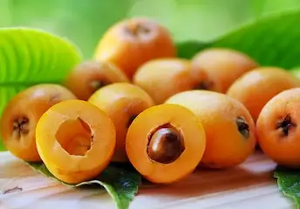 Loquat (Japanese Plum Tree)