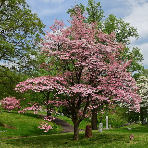 Dogwood Tree