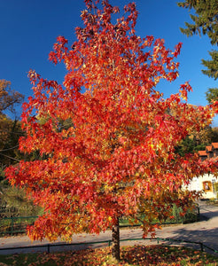 Red Maple Tree