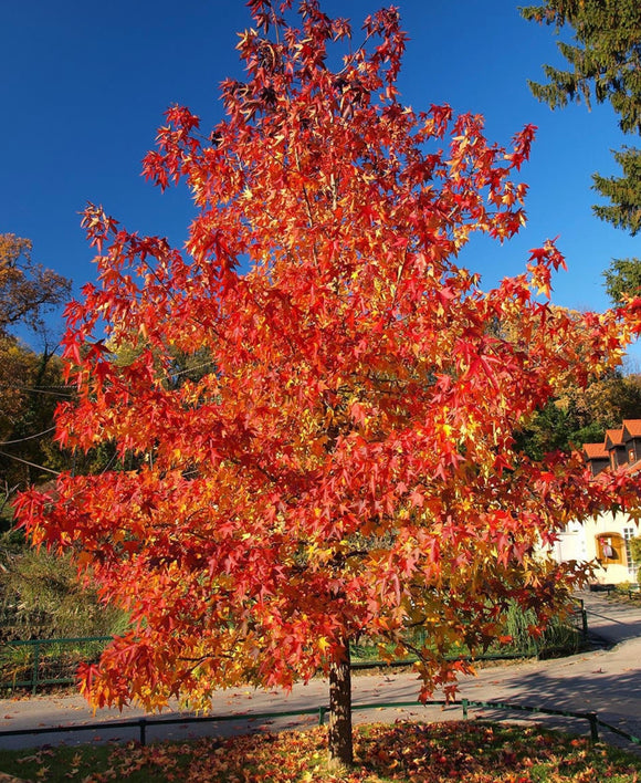 Red Maple Tree