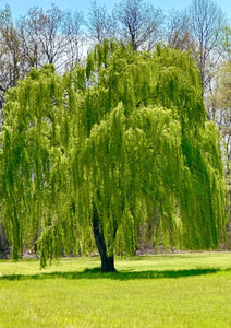 Weeping Willow Tree