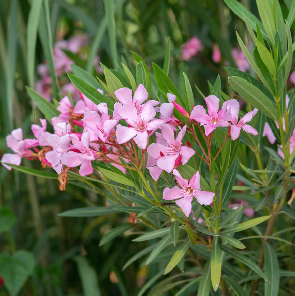 Oleander Bush, Pink Petite