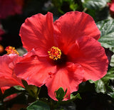 Hibiscus Bush Exotic Colors