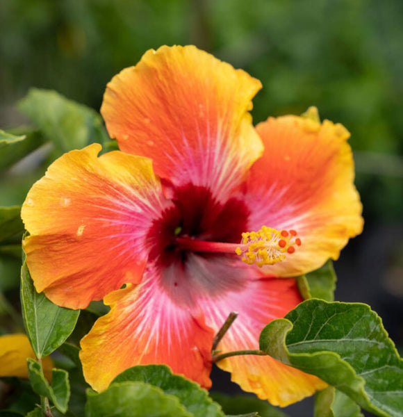 Hibiscus Bush Exotic Colors