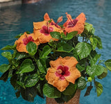 Hibiscus Bush Exotic Colors