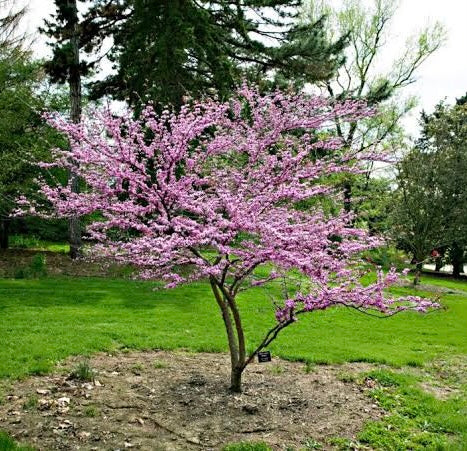 Eastern Redbud Tree