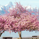 Kwanzaa Cherry Tree