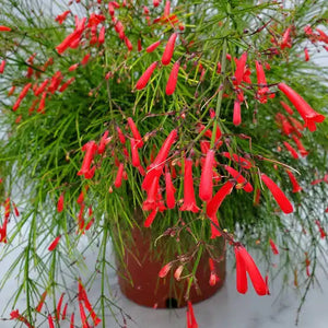 Firecracker Plant