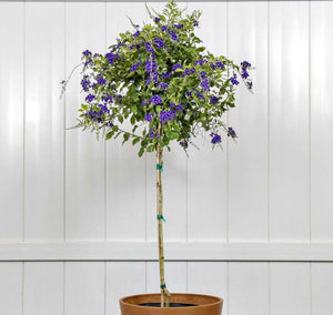 Duranta Sapphire Showers Bush