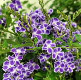 Duranta Sapphire Showers Bush