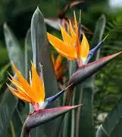 Bird of Paradise