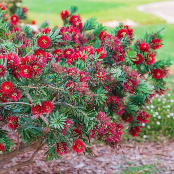 Bottle Brush Tree