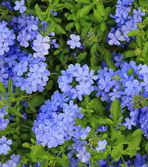 Plumbago Bush