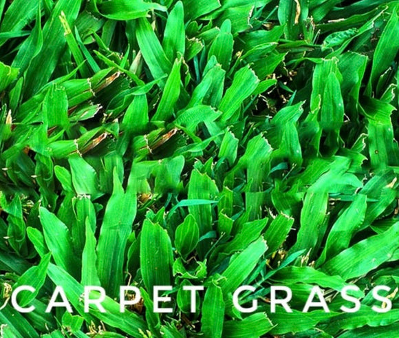 Carpet Grass Coated, 50lb