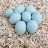 Lavender Ameraucanas Chicks (limit 2)