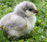 Lavender Ameraucanas Chicks (limit 2)