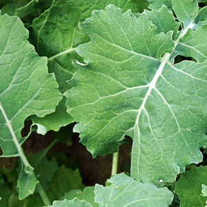 Kale, SubZero Forage