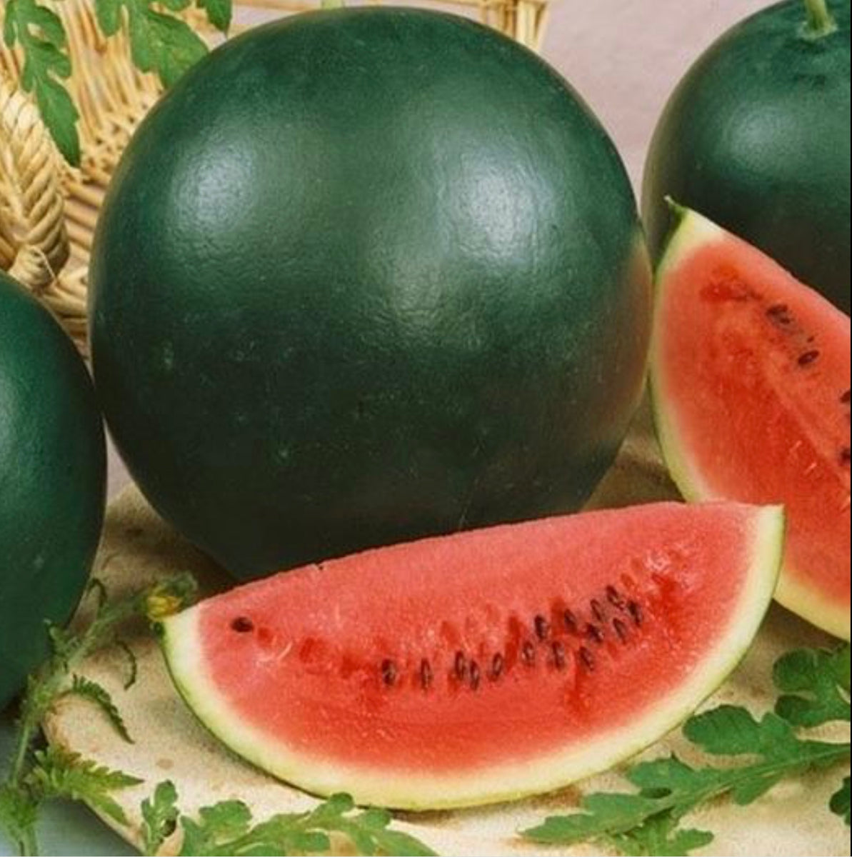 Watermelon, Sugar Baby (Icebox) – G&DFarms