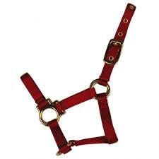 Horse Halter -Colt, Pony, Yearling
