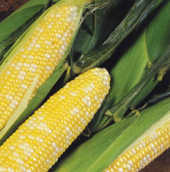 Sweet Corn, Delectable Bicolor