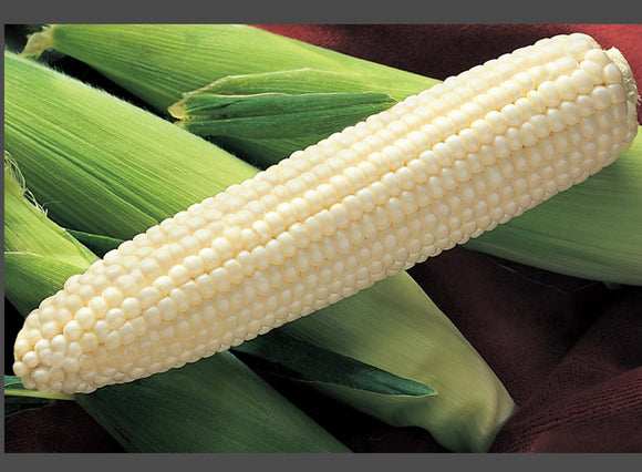 Sweet Corn, Silver King White