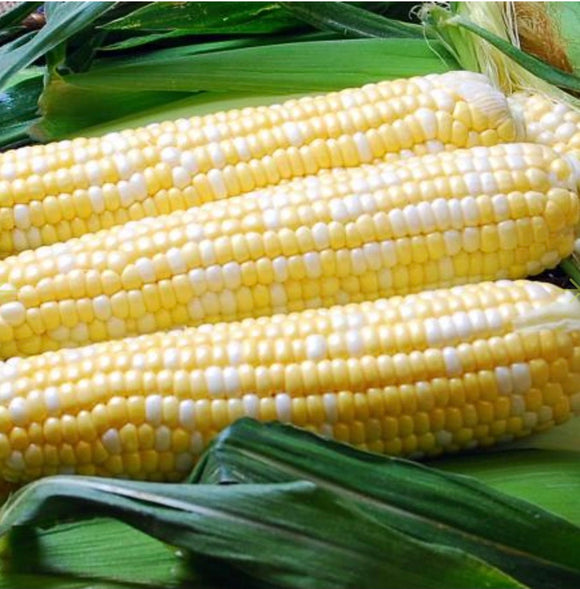 Sweet Corn, Ambrosia Bicolor